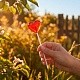 Карамель леденцовая «Сердце»